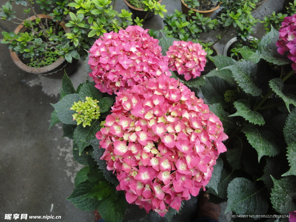 八仙花