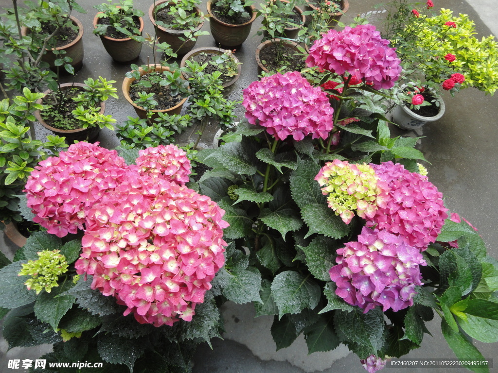 八仙花