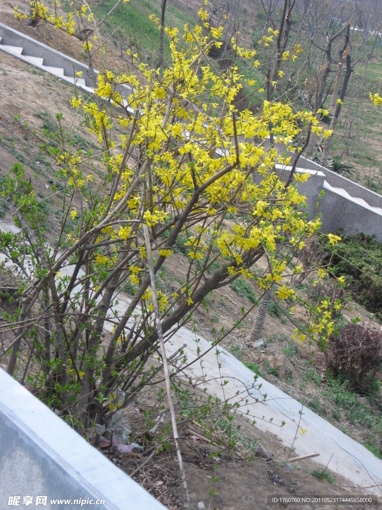 花朵