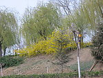 小树林