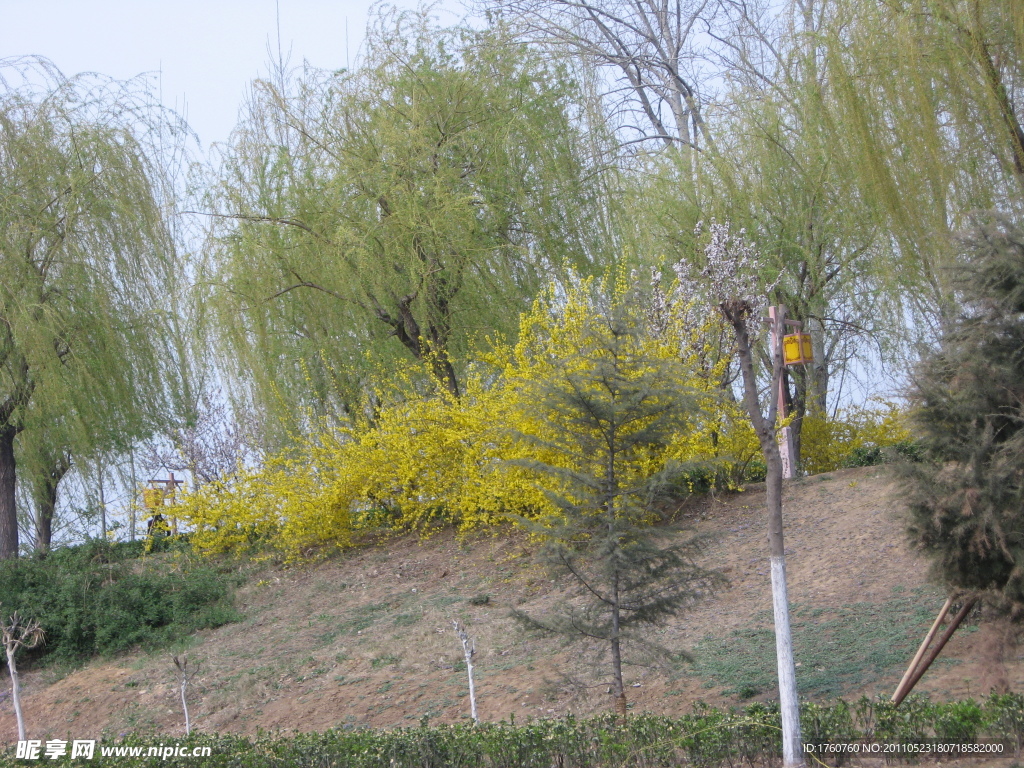 小树林