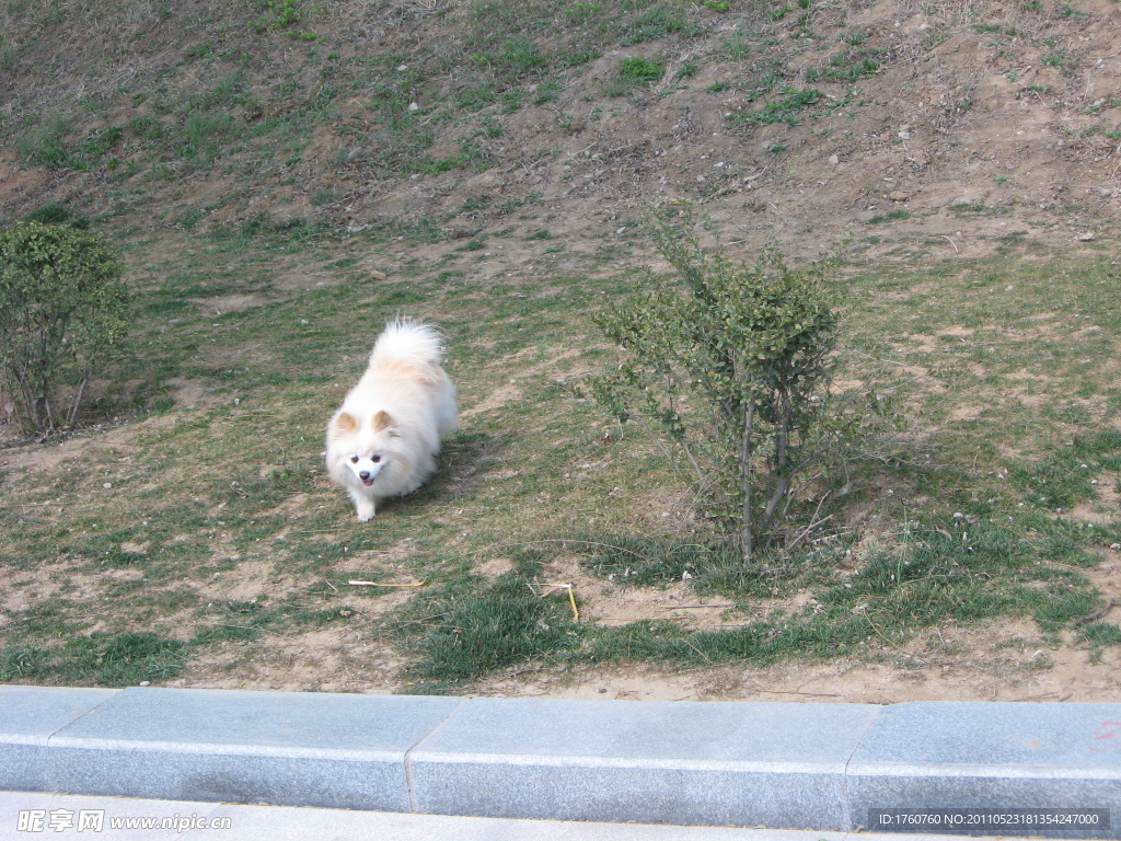 白狗