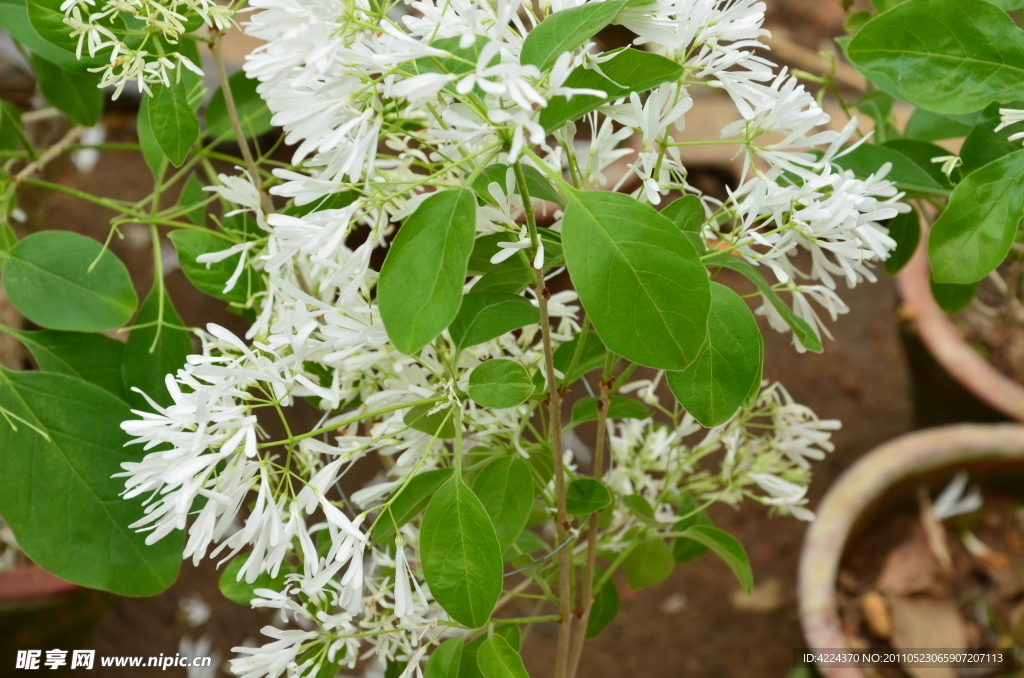 流苏树花