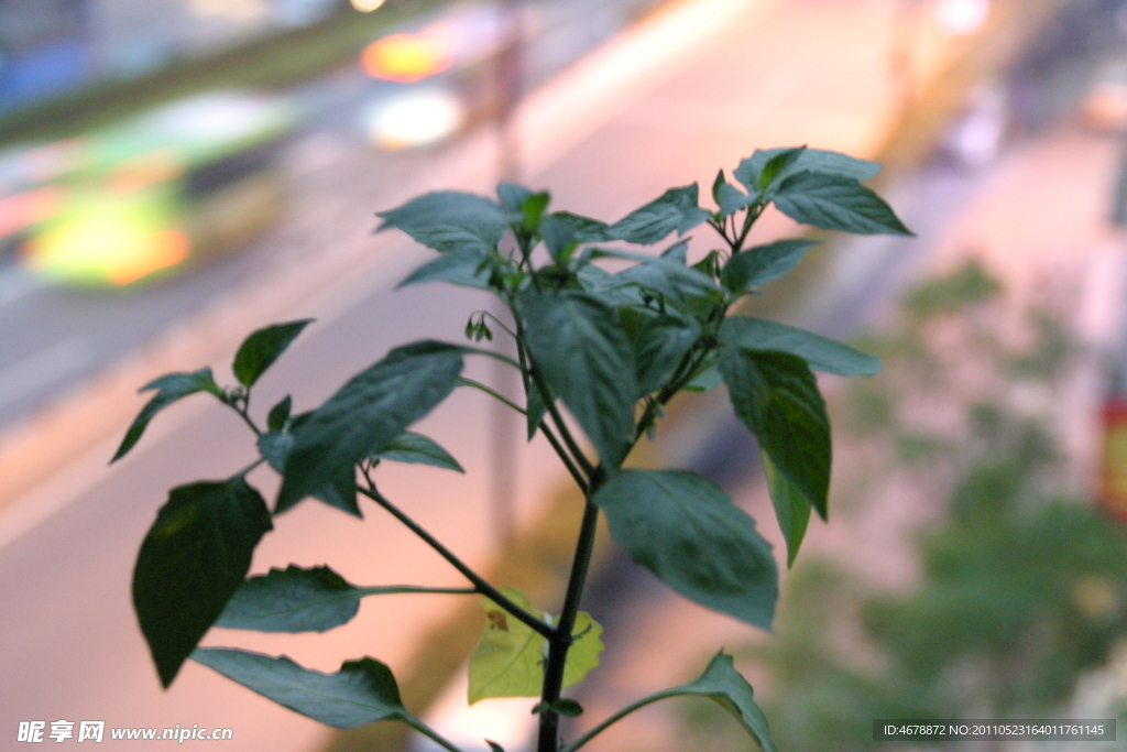 绿色植物