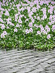 水浮莲