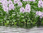 水浮莲