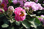 蜜蜂和花