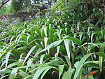 野生兰花