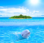 蓝天白云海洋海豚