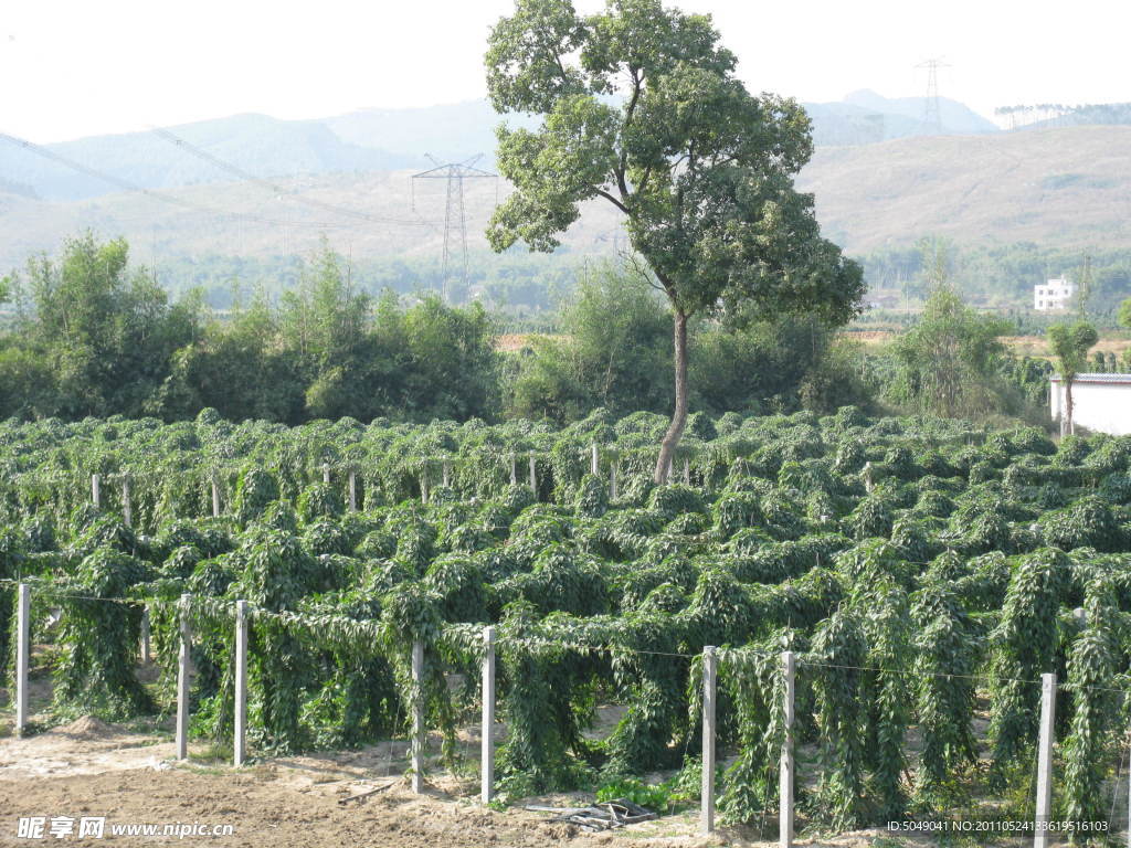 树丛中的一棵高树