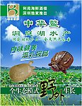 中华鳖 鳖