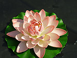 莲花