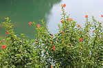 河边小花