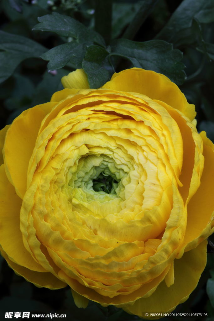 花草