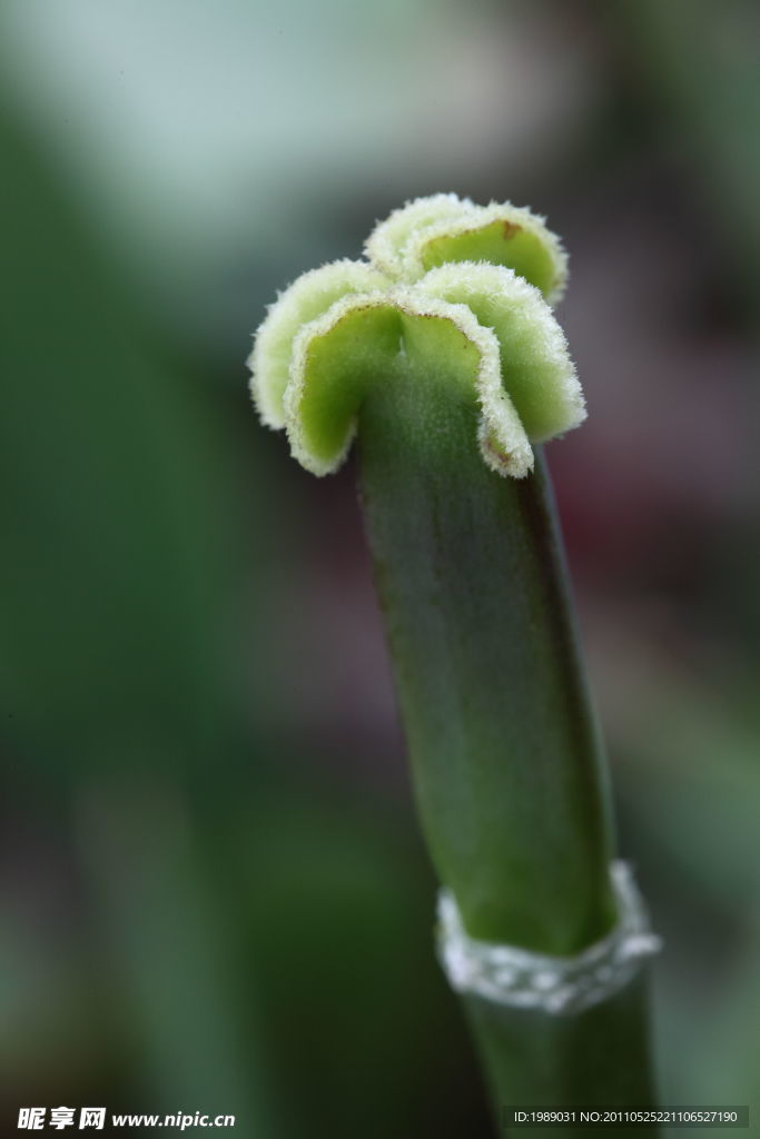 花蕊