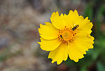 蜜蜂