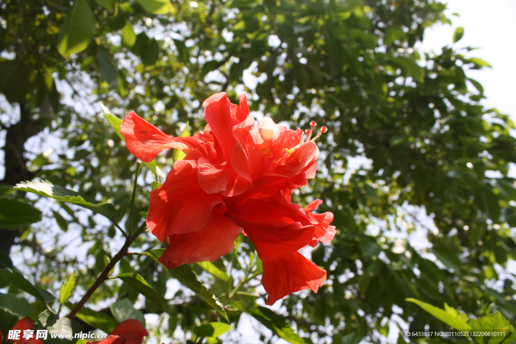 红花特写