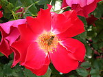 蔷薇与蜜蜂