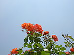 蔷薇