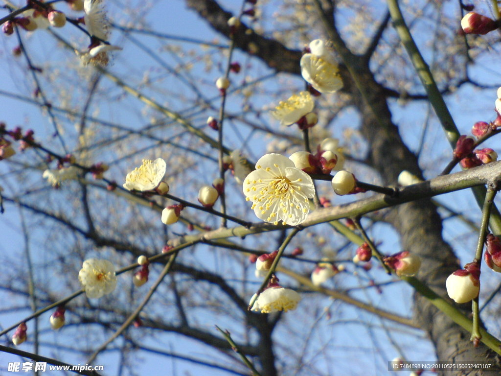 梅花
