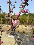 梅花
