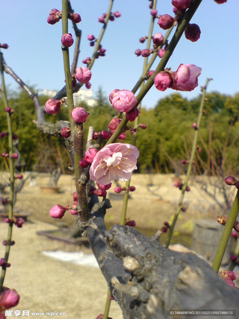 梅花
