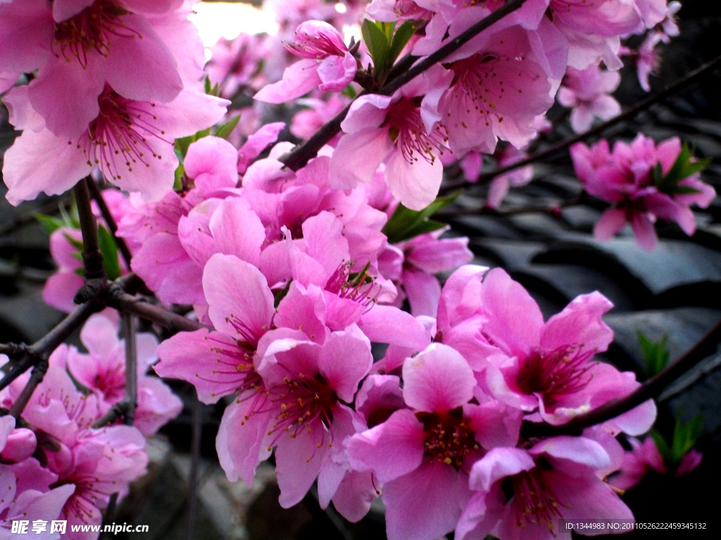 桃花