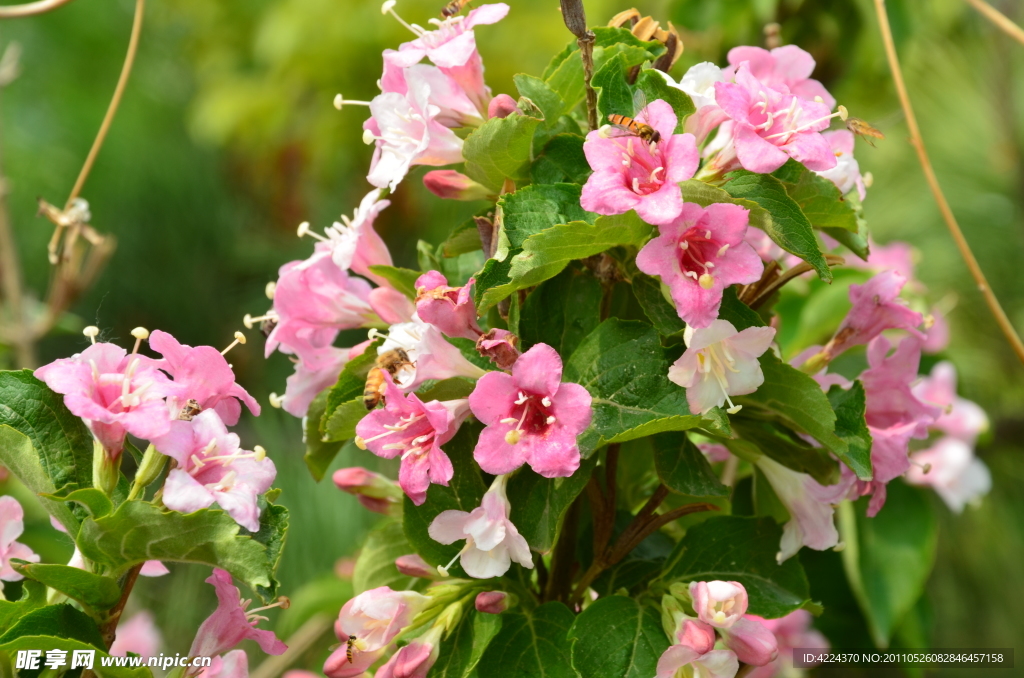 锦带花