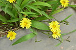 苦菜花