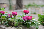蔷薇