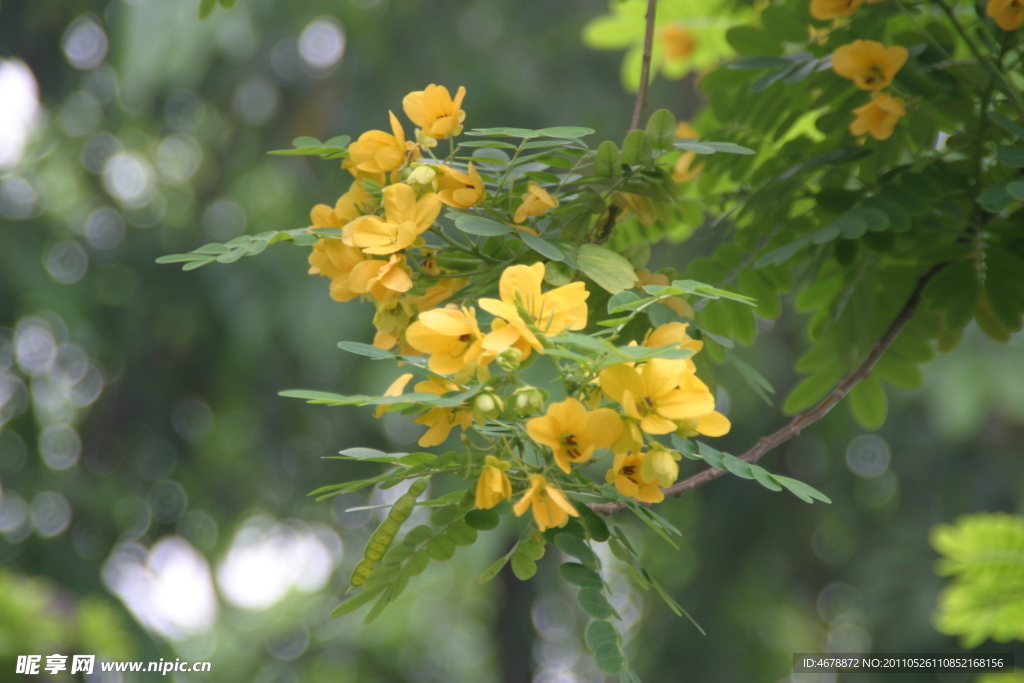 小黄花