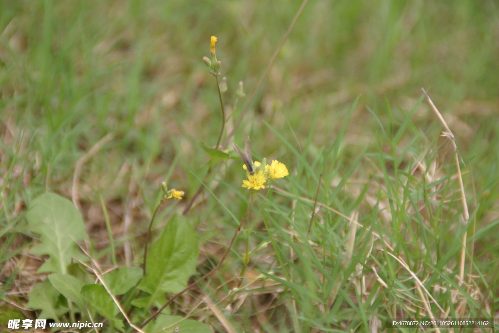 小黄花