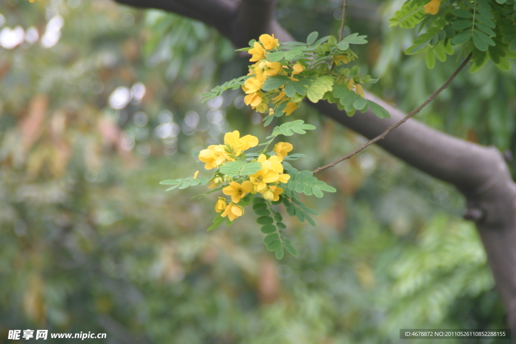 小黄花