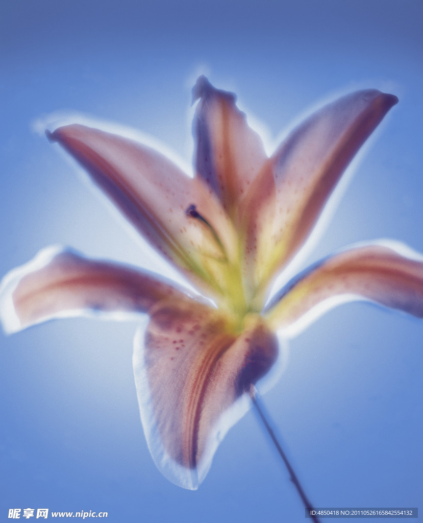 美丽花