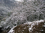 雪景