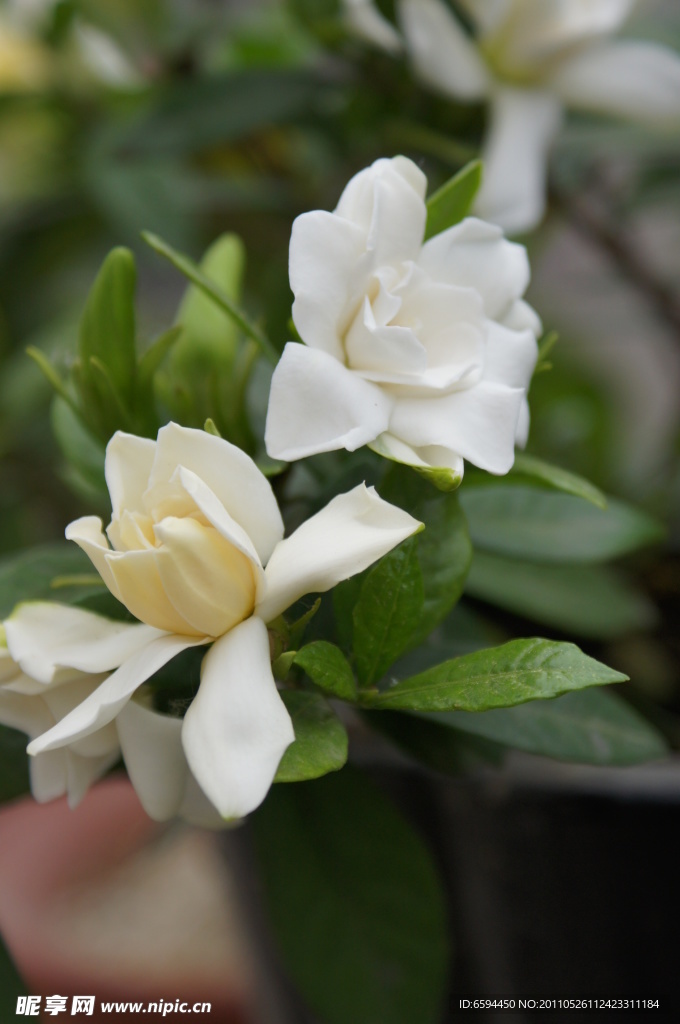 栀子花