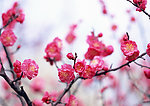 红梅花