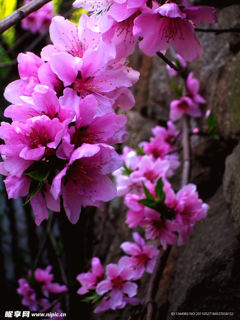 桃花