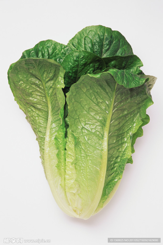 生菜