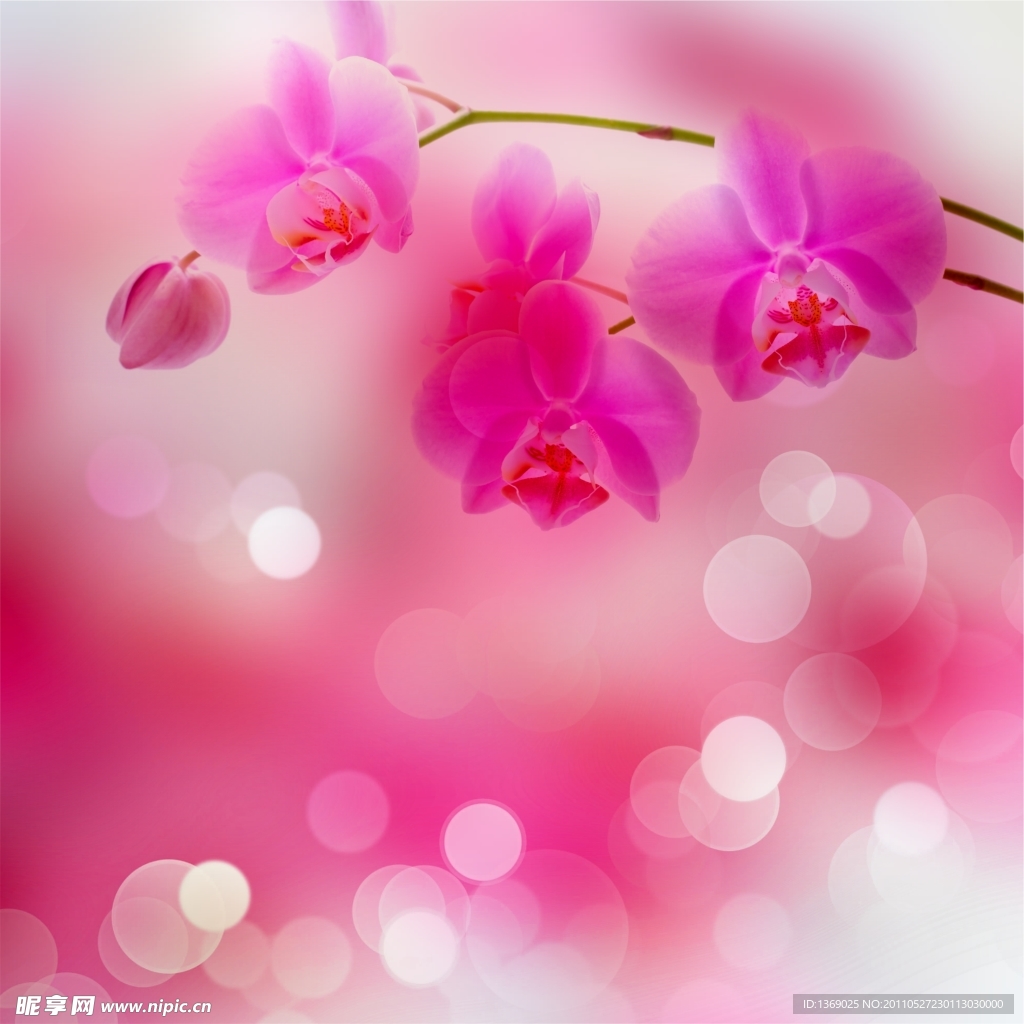 兰花背景
