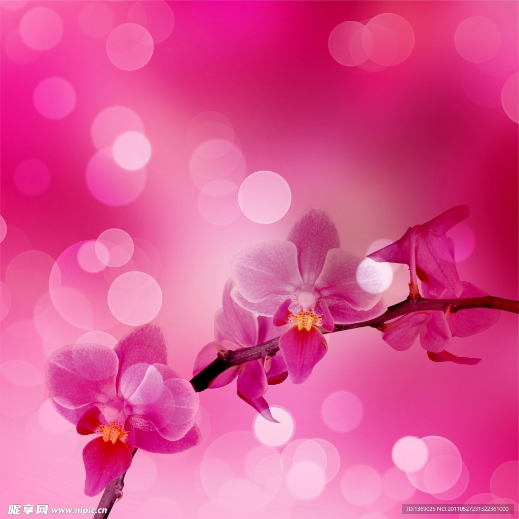 美丽兰花背景