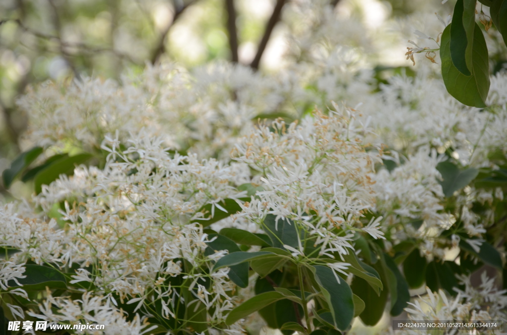 流苏树花