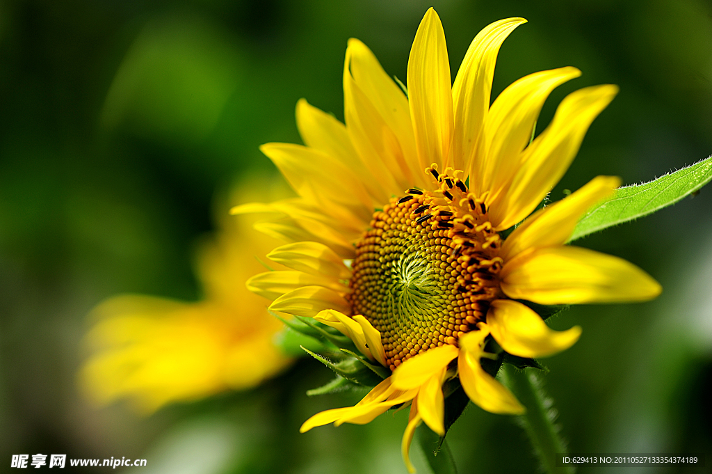 葵花
