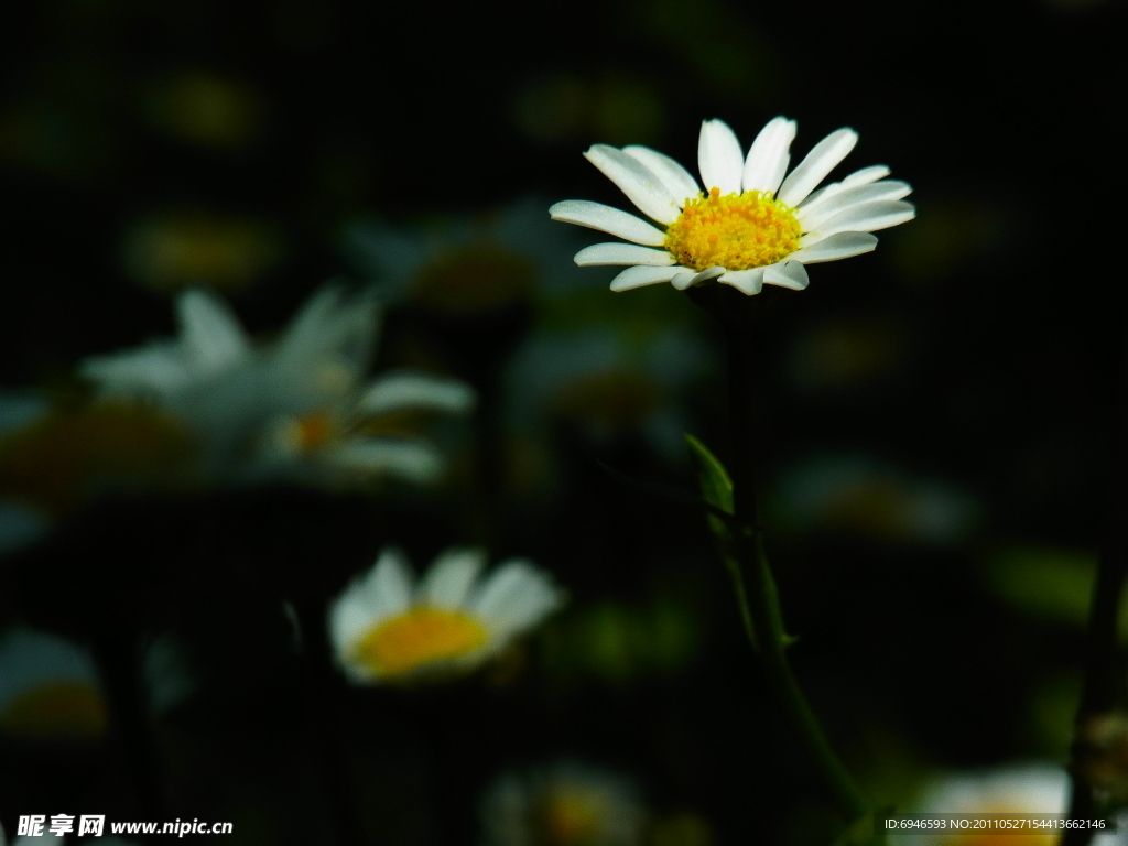 雏菊