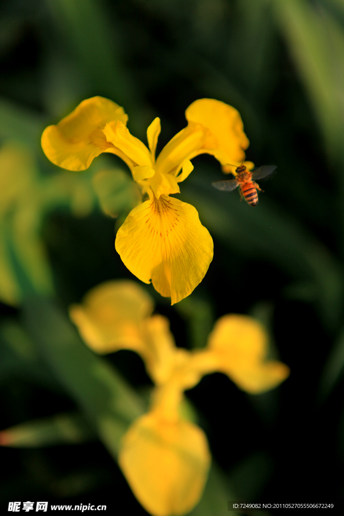 花 蜜蜂