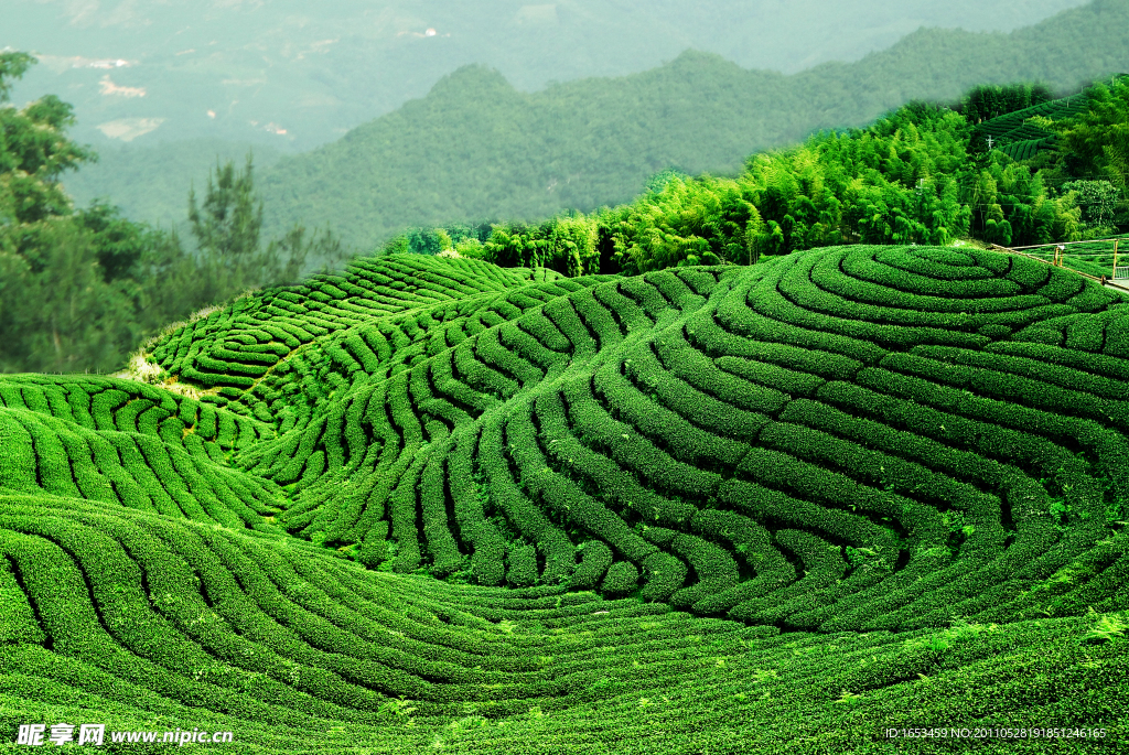 茶山