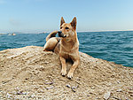 狗与大海