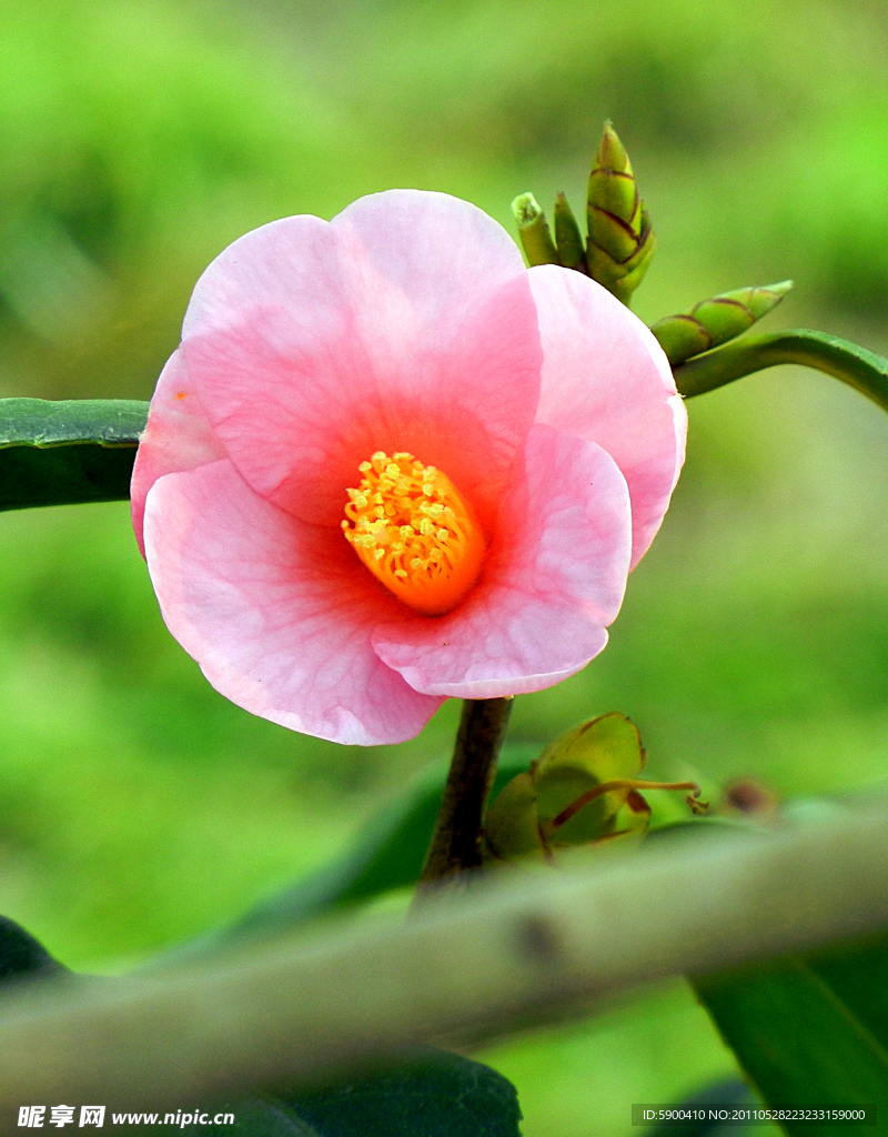 山茶花