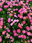粉色雏菊花
