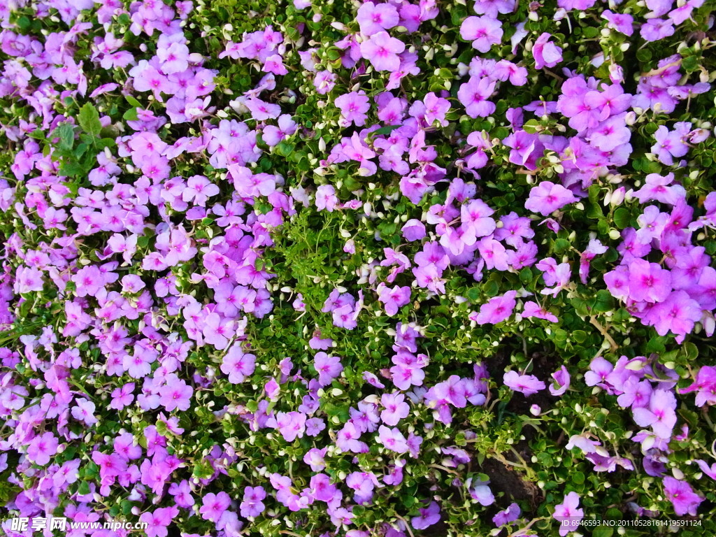 紫色小花
